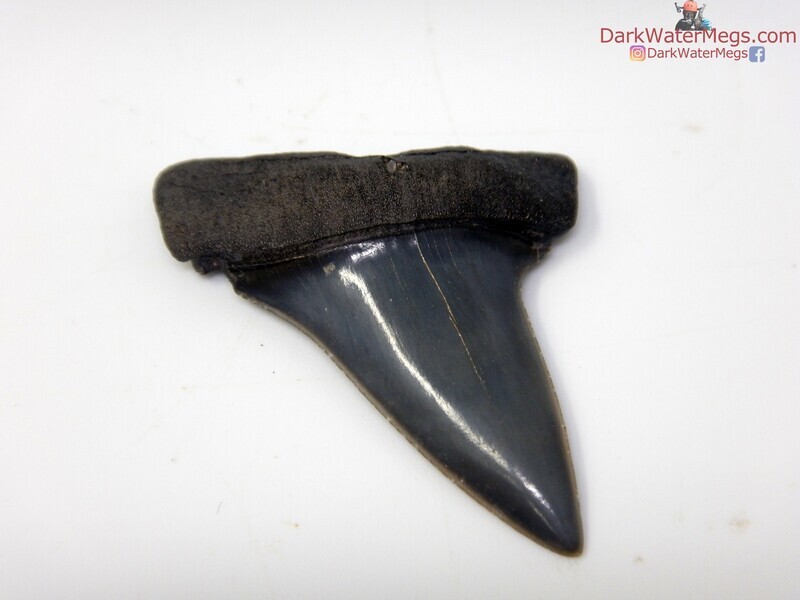 1.62&quot; stunning mako