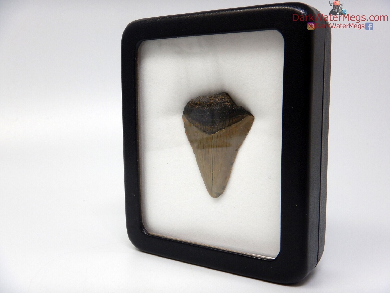 1.81&quot; megalodon fossil in specimen display case
