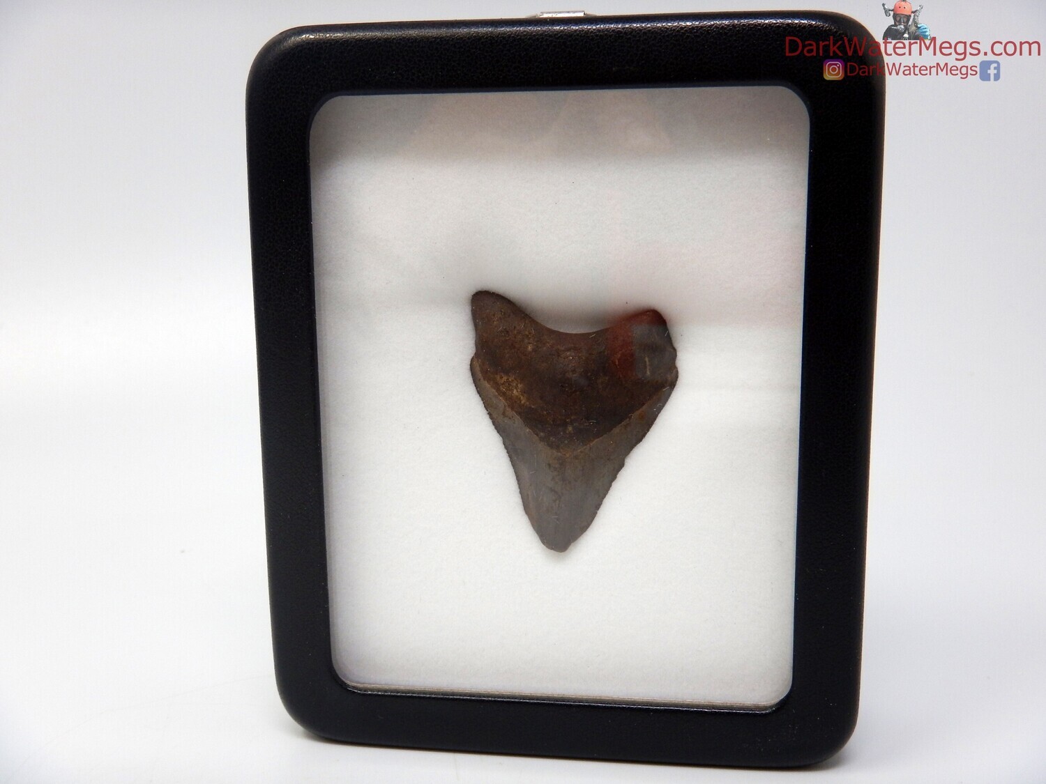 1.70&quot; megalodon fossil in specimen display case