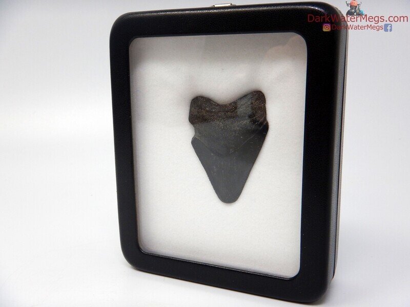 1.87&quot; megalodon fossil in specimen display case