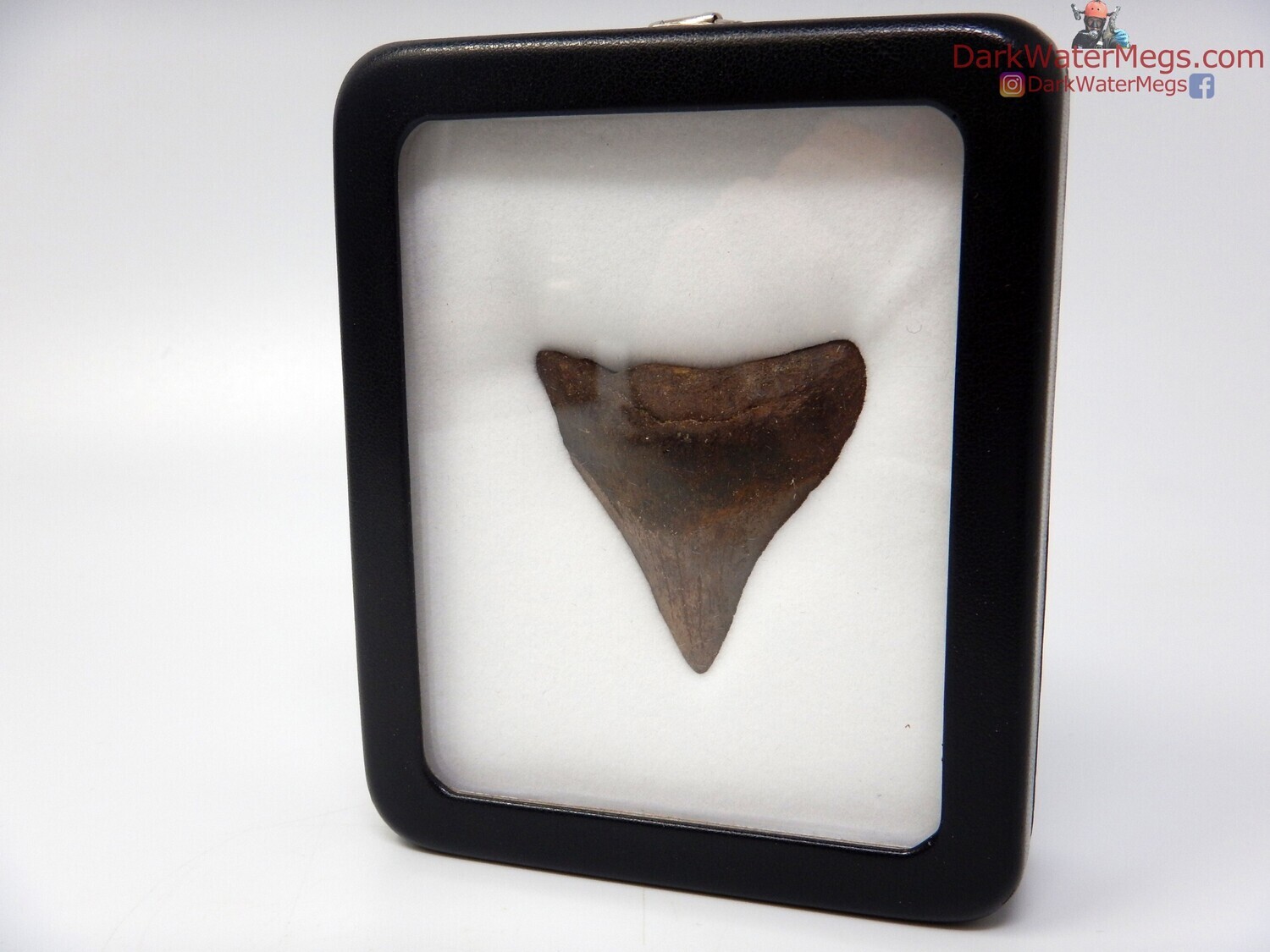 1.93&quot; megalodon fossil in specimen display case