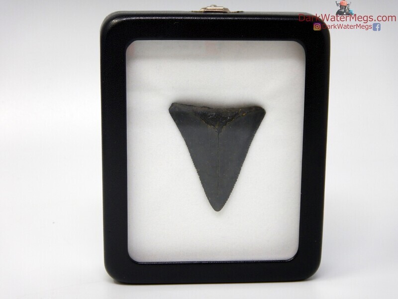 1.91&quot; fossil great white in specimen display case