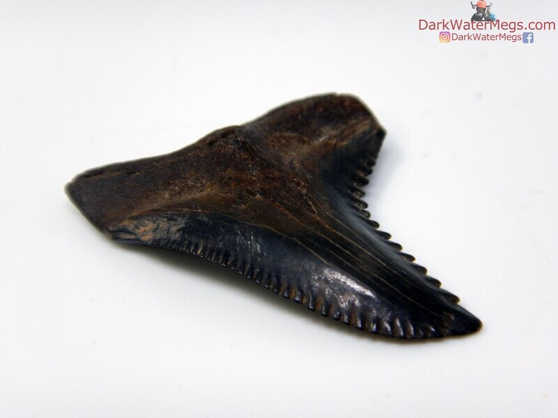 1.29&quot; large dark hemipristis