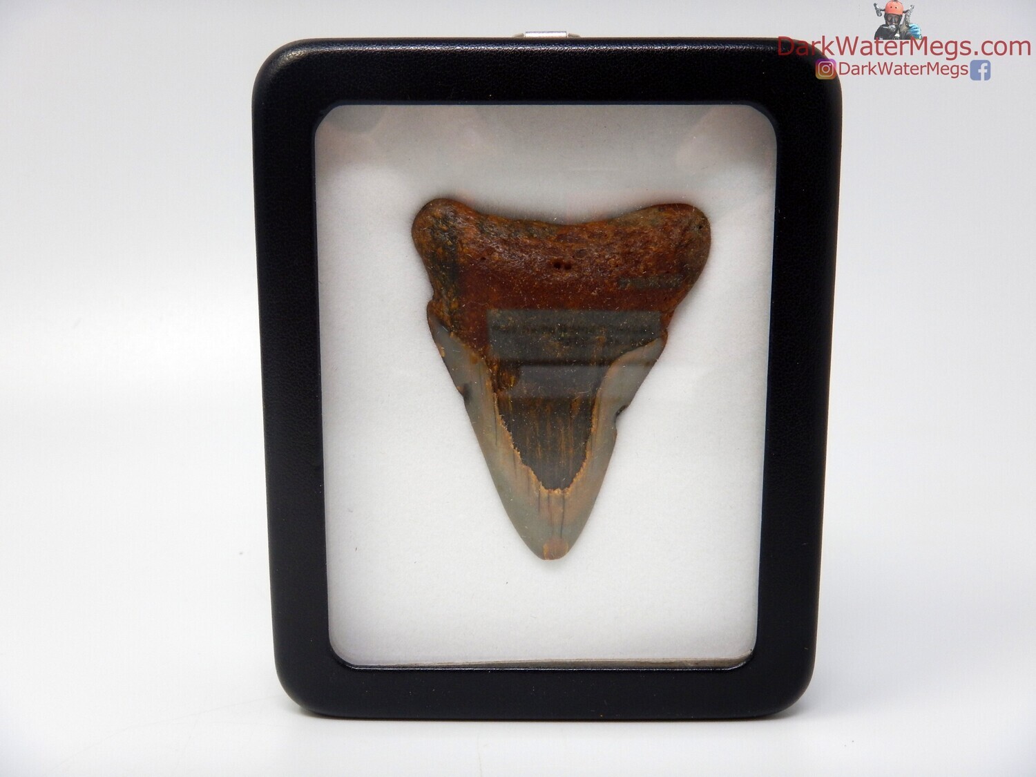 2.51&quot; megalodon fossil in specimen display case