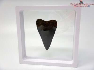 2.45" fossil great white in floating frame