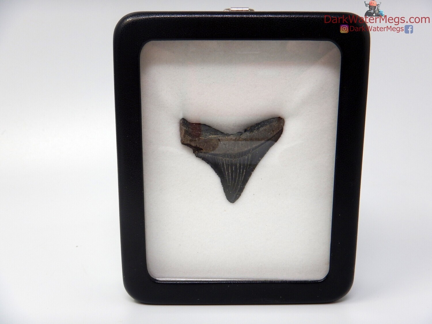 1.51&quot; megalodon fossil in specimen display case