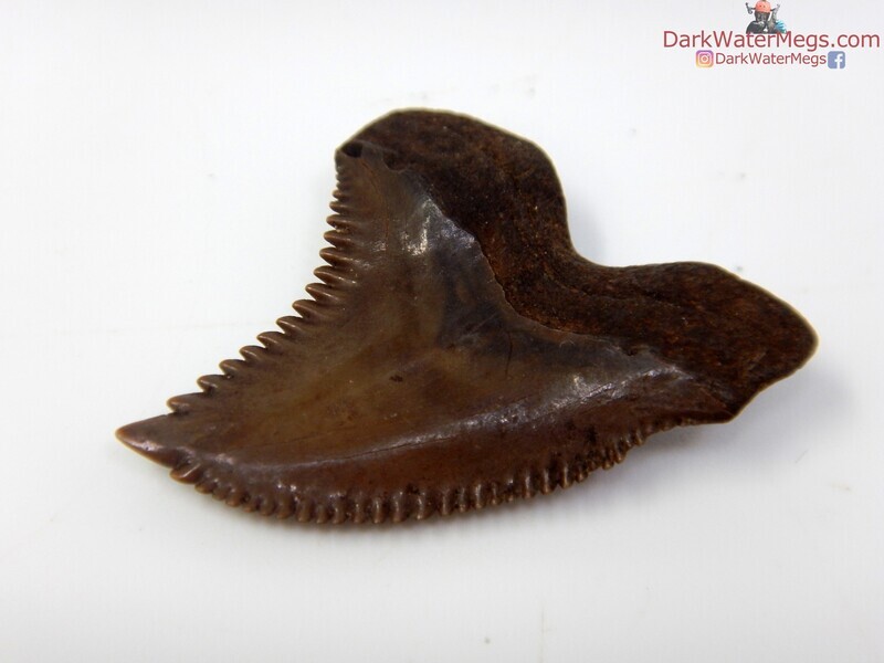 1.22&quot; dark brown hemipristis