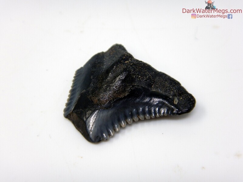 .98&quot; compression fractured hemipristis