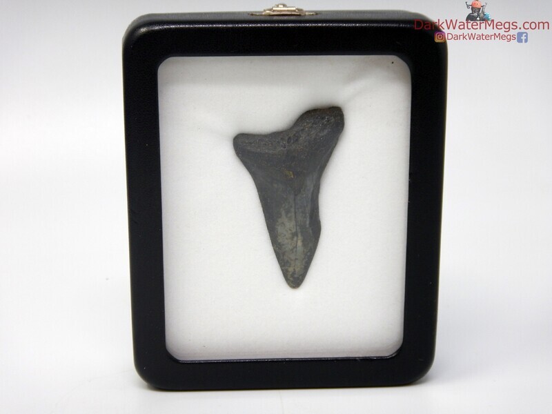 2.22&quot; mako in specimen display case