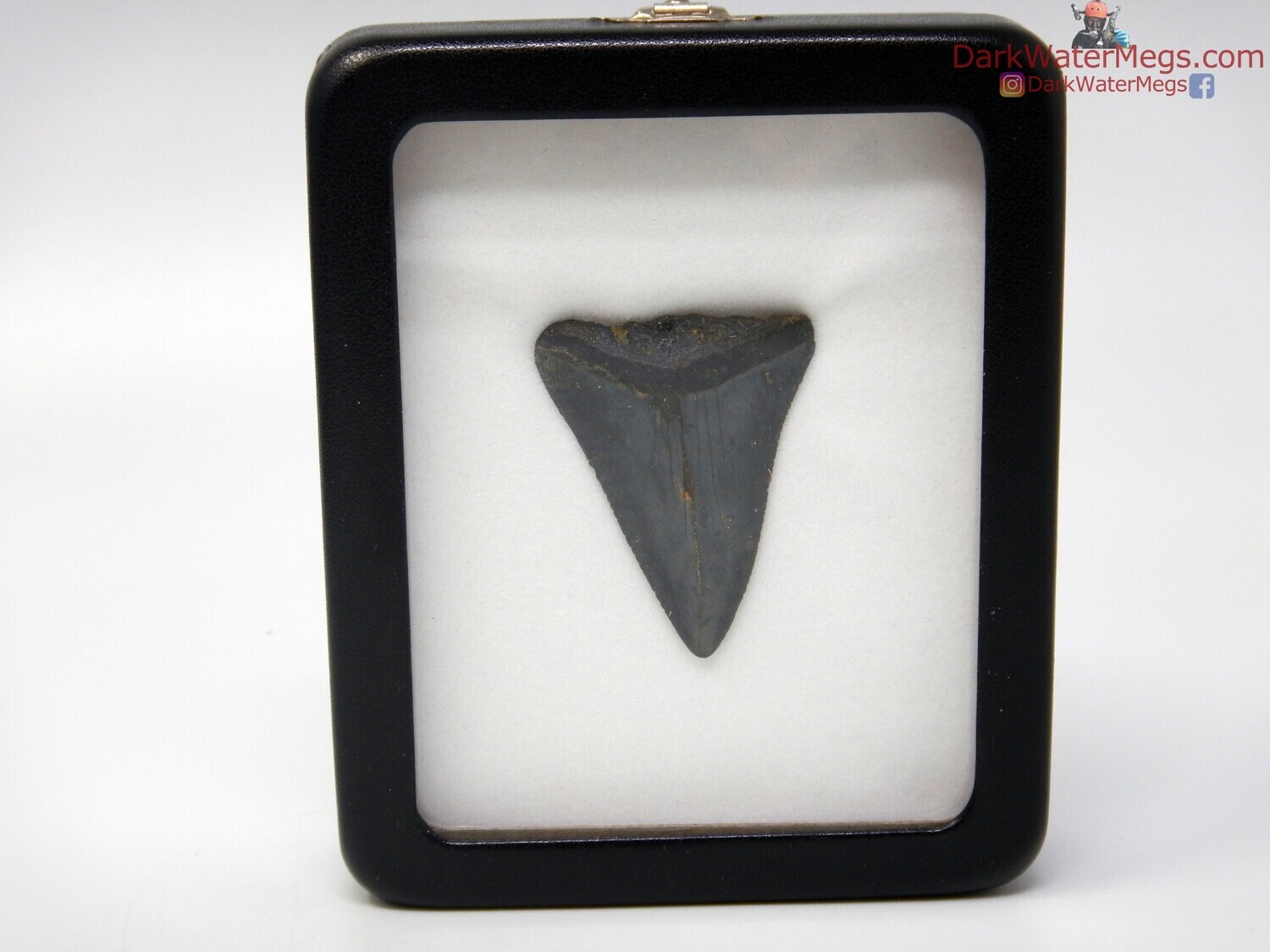 1.84&quot; fossil great white in specimen display case