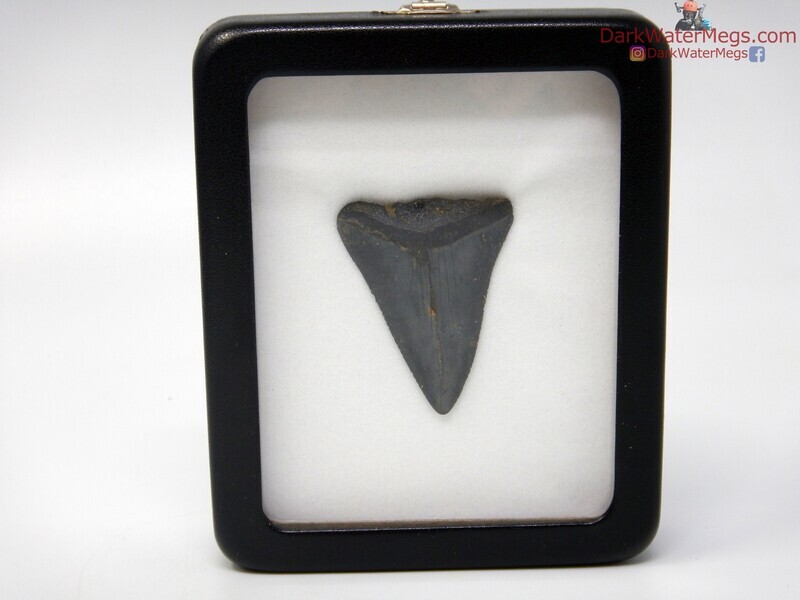 1.84&quot; fossil great white in specimen display case