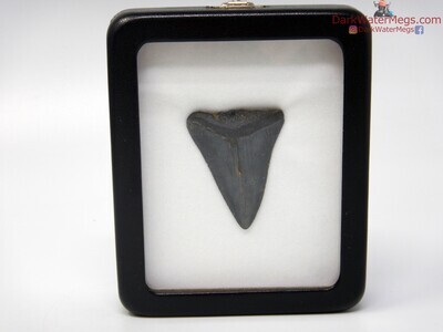 1.84" fossil great white in specimen display case