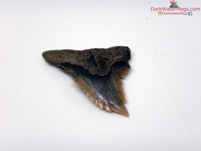 .97&quot; large serration hemipristis