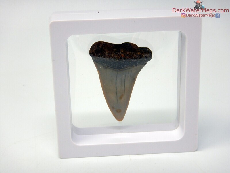 1.67&quot; mako in floating frame