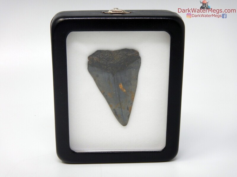 2.38&quot; mako in specimen display case