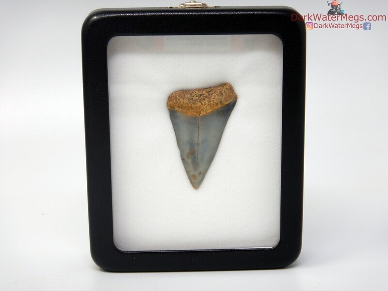 1.85&quot; mako in specimen display case