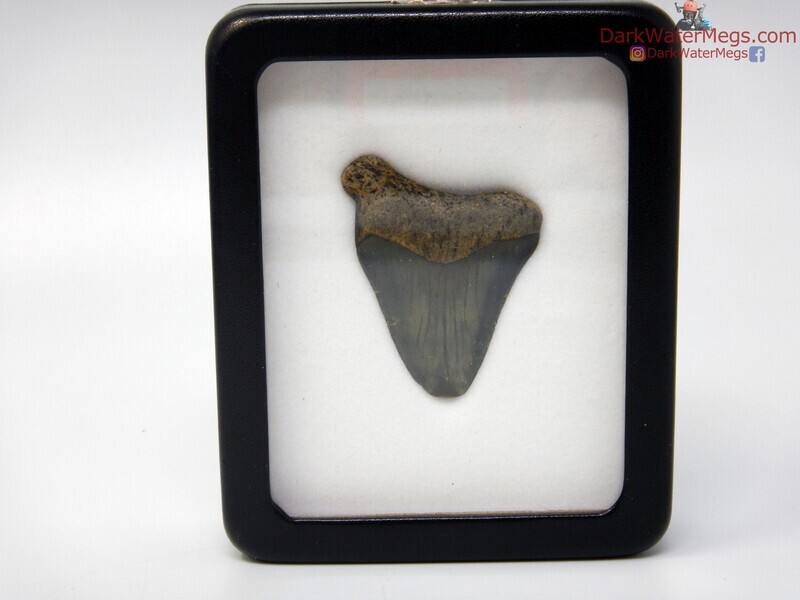 2.05&quot; fossil great white in specimen display case