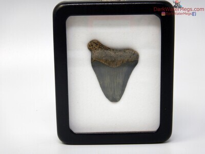 2.05" fossil great white in specimen display case