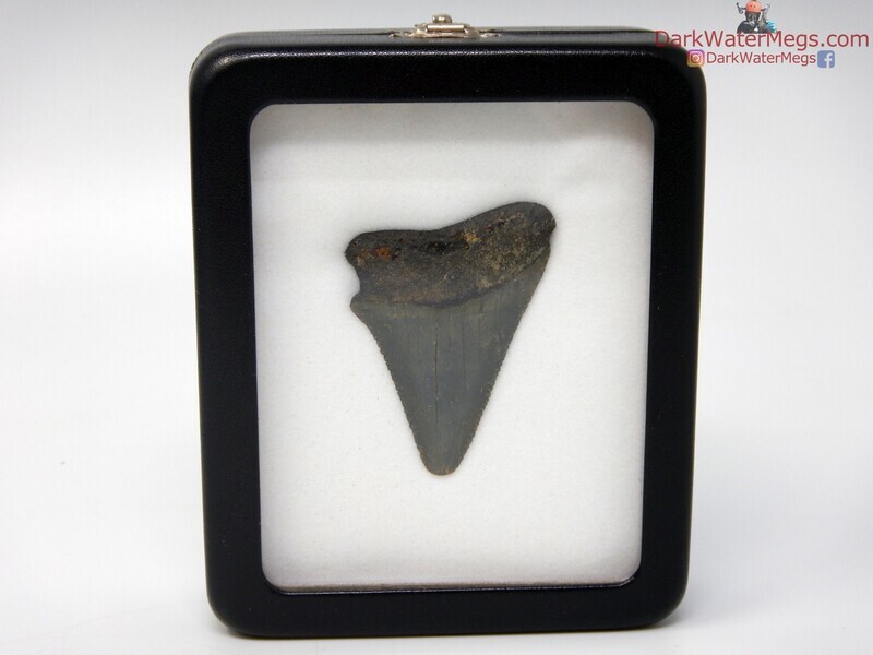 2.13&quot; fossil great white in specimen display case