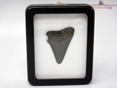 2.13" fossil great white in specimen display case