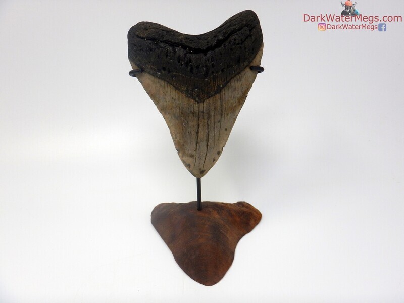 5.18&quot;  large megalodon with carved tooth stand