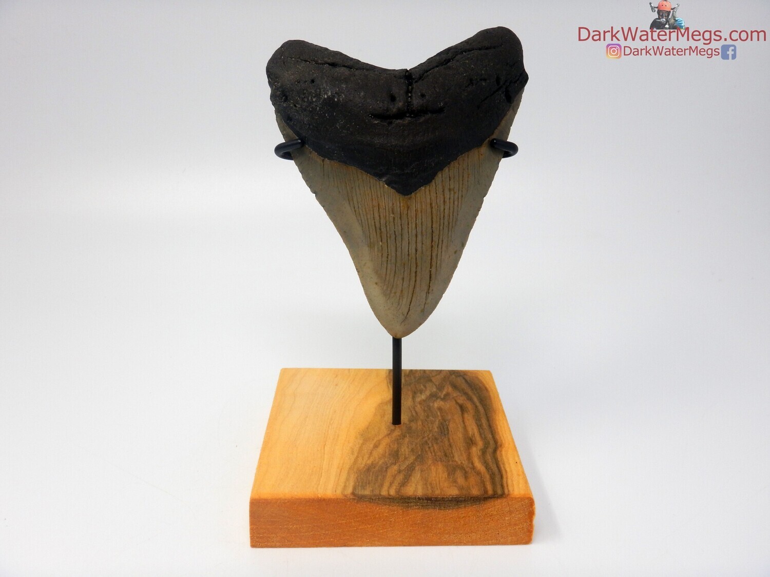 4.70&quot;  big megalodon with stand