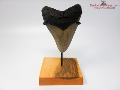 4.70" big megalodon with stand