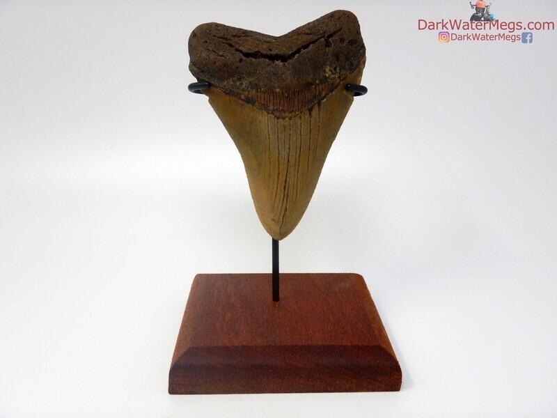 4.51&quot;  stunning megalodon with stand