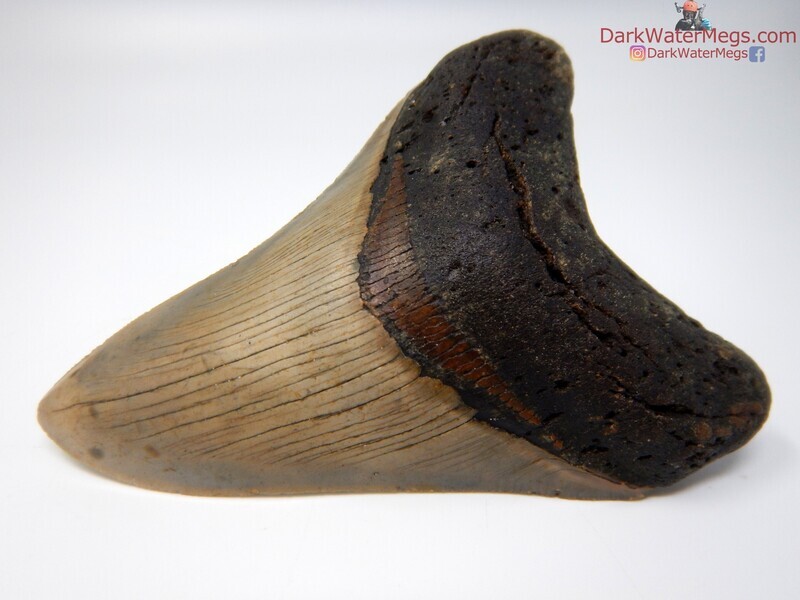 4.77&quot;  beautiful megalodon