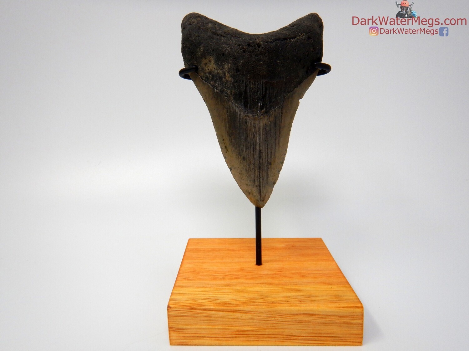4.56&quot;  lower megalodon
