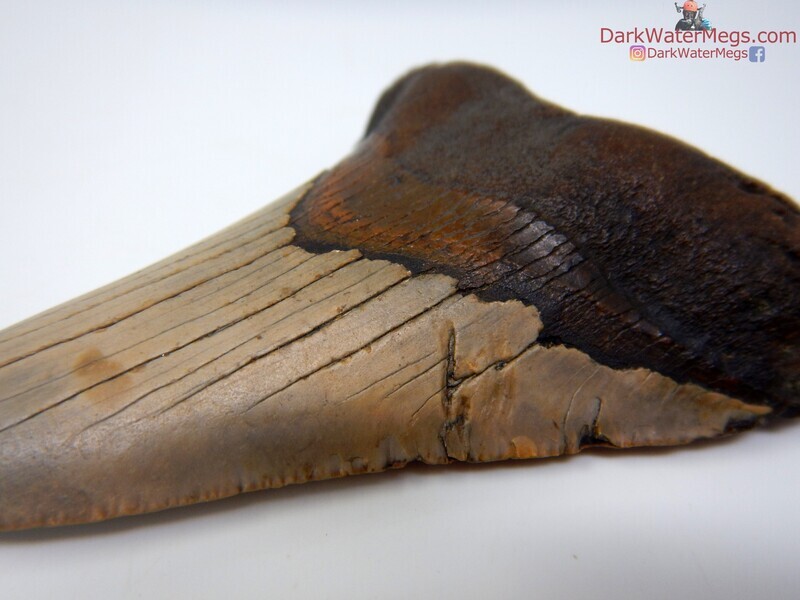 4.42"  beautiful bite marked megalodon