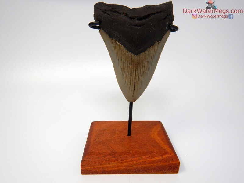 4.11&quot;  megalodon with stand