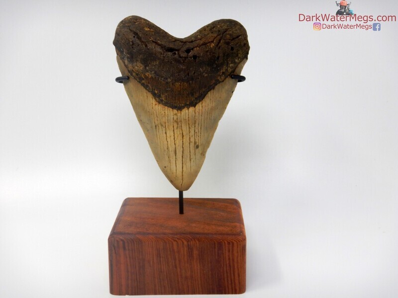 5.52"  breathtaking giant megalodon with  stand