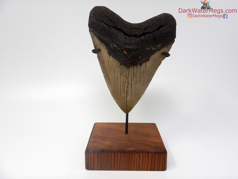 5.72"  huge megalodon with  stand