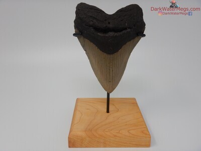 4.33" very wide megalodon