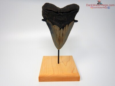 4.71" large megalodon with stand