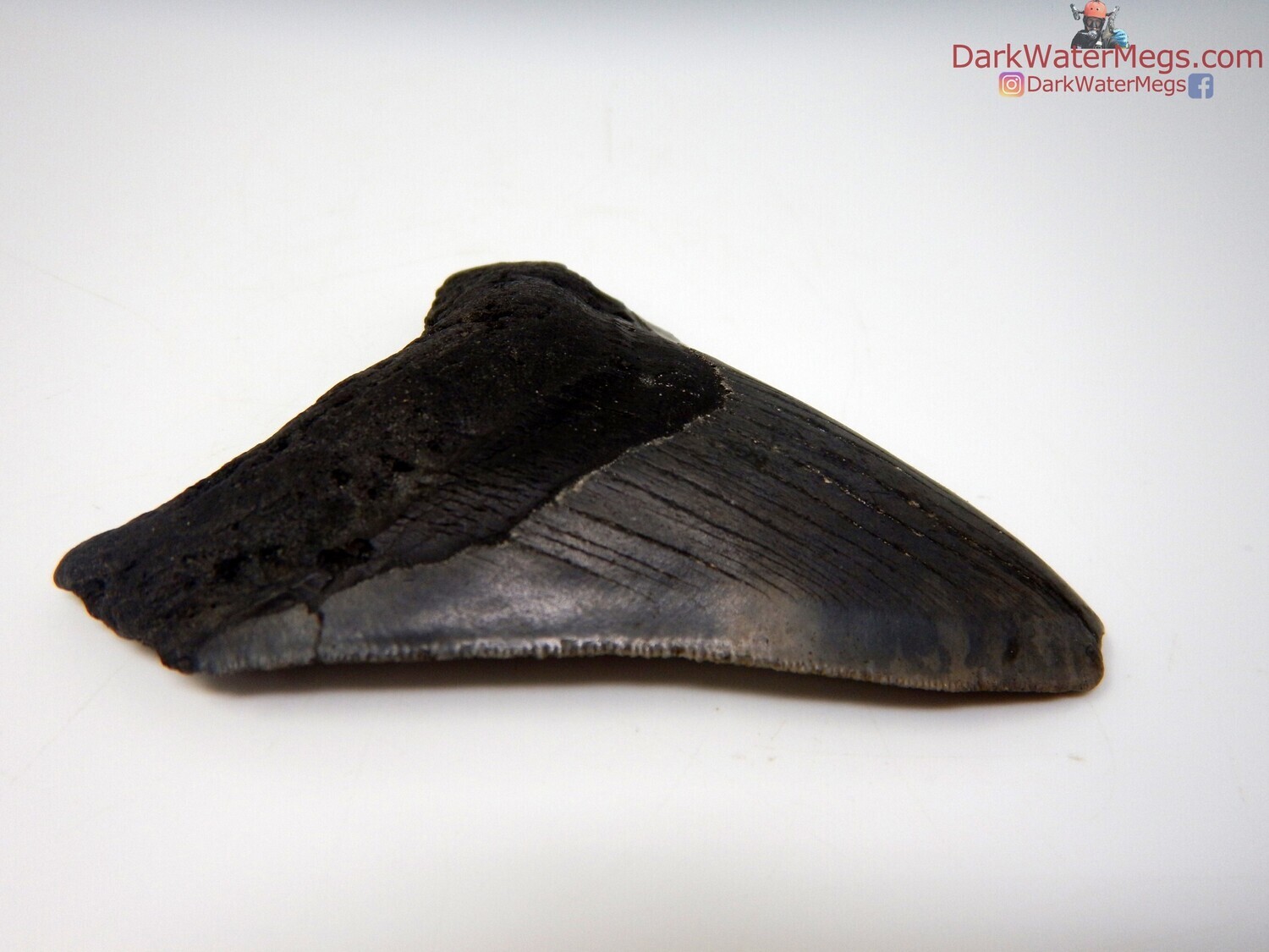 4.25&quot;  shiny bladed megalodon