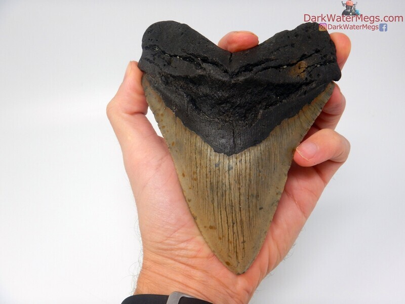 5.86&quot;  monster megalodon