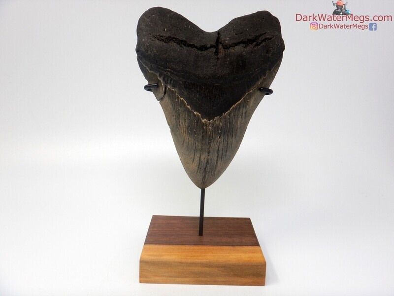 5.94&quot;  gargantuan megalodon with stand