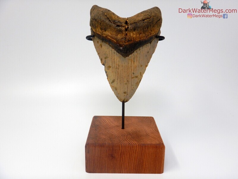 5.15"  tri colored megalodon with stand
