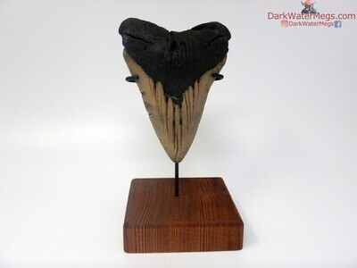 5.07" large megalodon with tooth stand