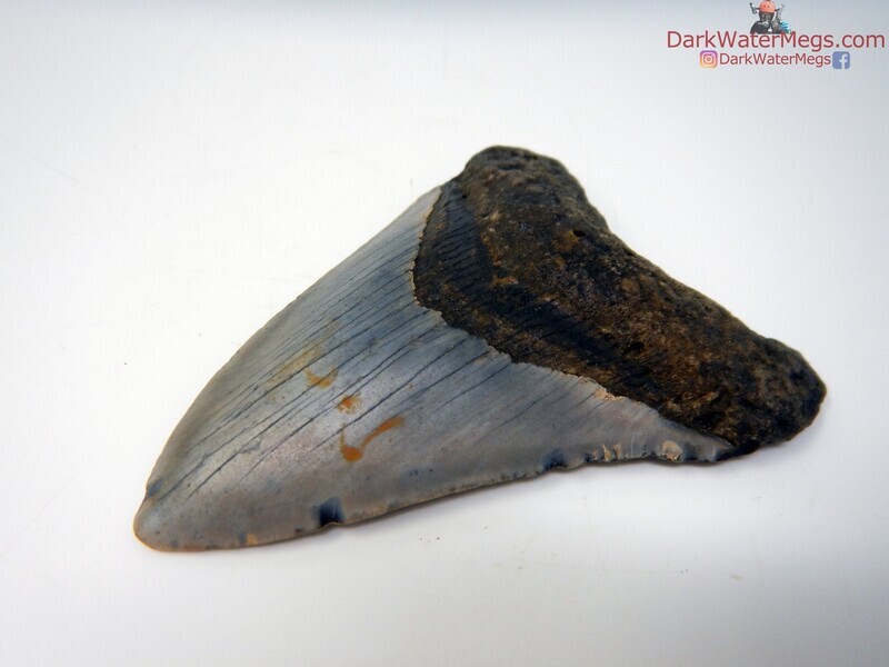 4.33&quot; bluish bladed megalodon