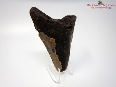 4.48" big megalodon with clear stand
