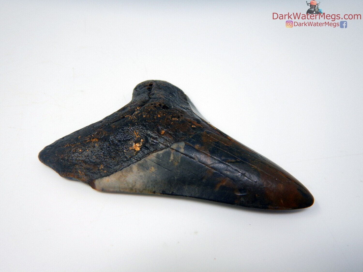 4.38&quot;  wildly colored megalodon
