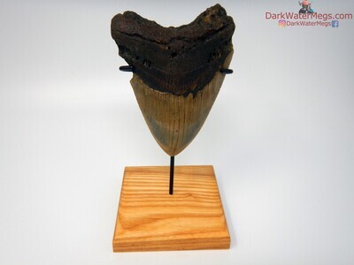 4.66" sizable megalodon with stand
