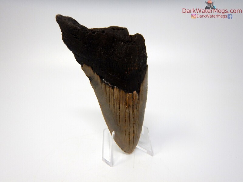 4.55&quot;  big megalodon with clear stand