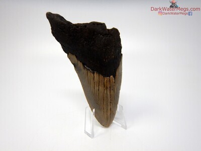 4.55" big megalodon with clear stand