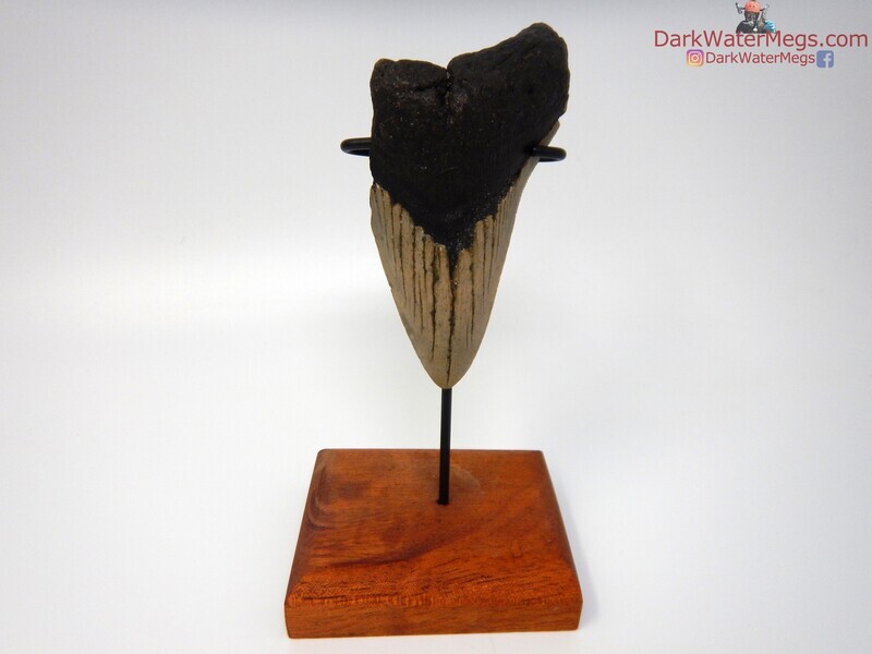 4.30&quot;  large megalodon with display stand