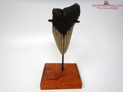 4.30" large megalodon with display stand