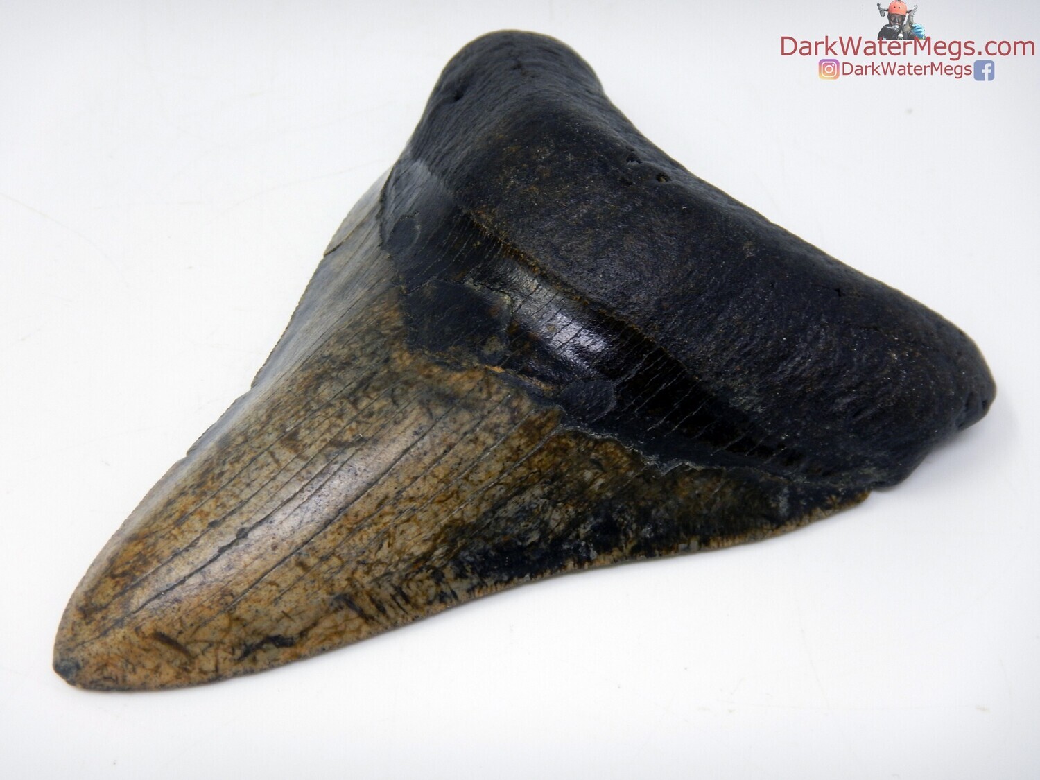 4.95" wildly patterned megalodon